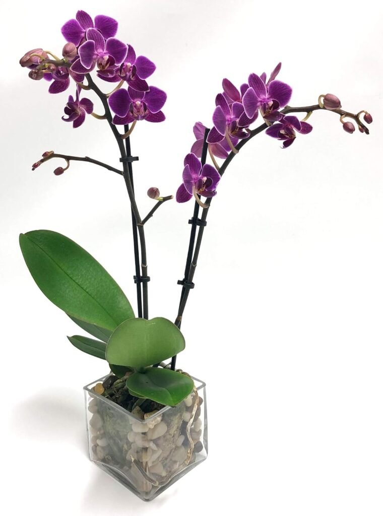 Athenas Garden Live Orchid Plant, Purple, Double Spike Phalaenopsis Blooming in Glass Container, Long Lasting, Easy Care, Model: Orchid PA-OPP3P