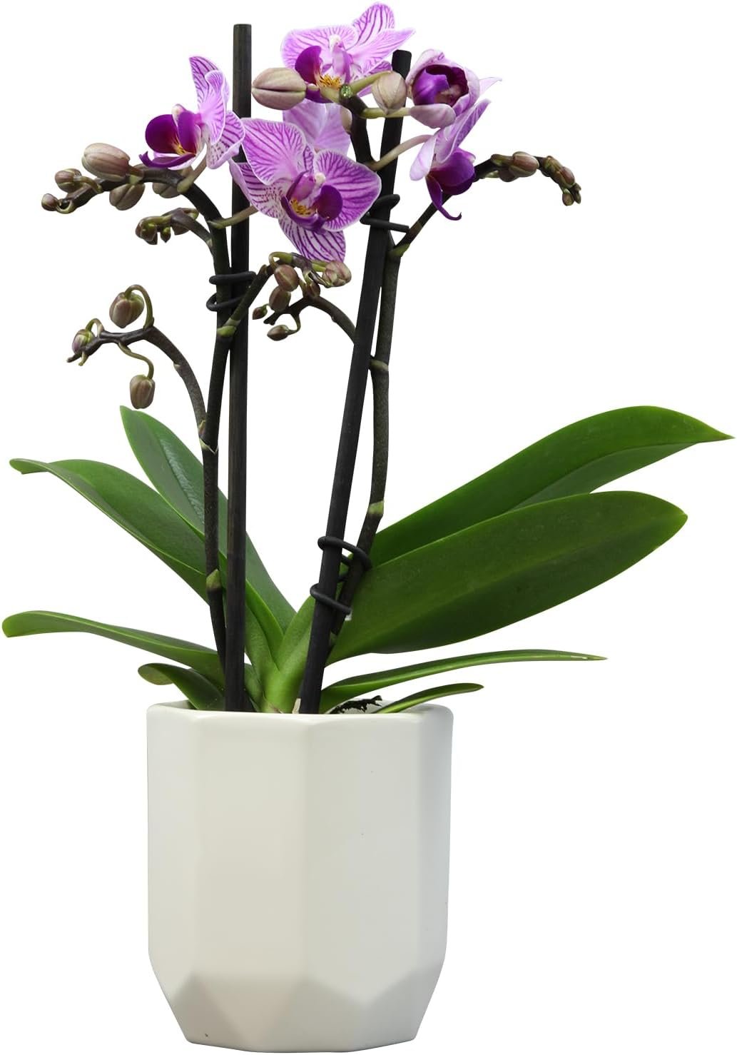 Comparing Orchid Plant Gifts & Fresh Cut Orchid Flowers