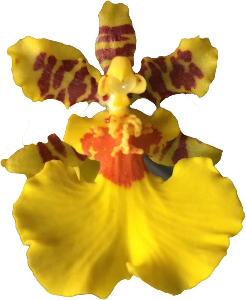 Dancing Lady Orchid - floriferous, Easy to Grow, Will Make Tall Flower Spike (NOT in-Bud/Bloom When Shipped)