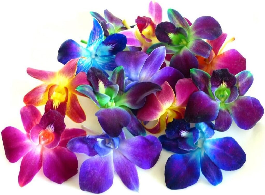 Miami Fresh Orchid OrchidClub USA Sunne Tropical Loose Bloom Flower Head DIY Lei food drink decoration (100 RAINBOW)