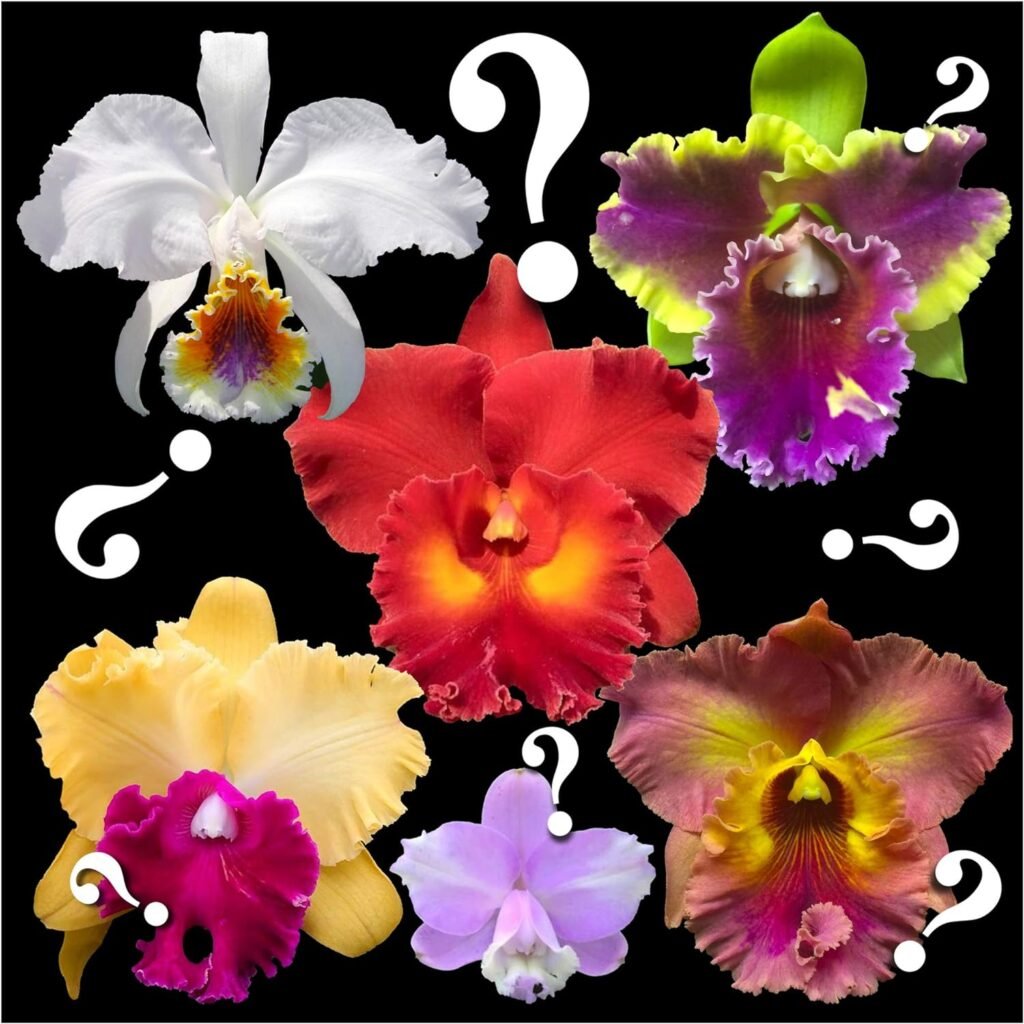 Orchid Insanity – “Mystery”/no-Name Cattleya Orchids Huge Variety, Easy to Grow, Big Blooms, Many Fragrant (NOT in-Bud/Bloom When Shipped), SD2 (single large seedling)