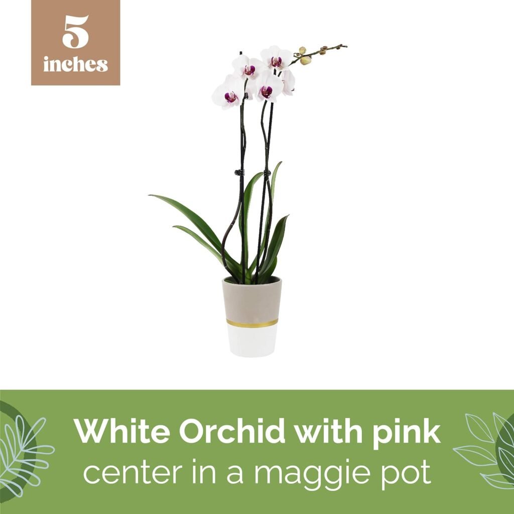 Plants  Blooms Shop PB118 Orchid Plant – Easy Care Live Plants, 5 Diameter, White Bloom in a White Jane Container, Moss Topped