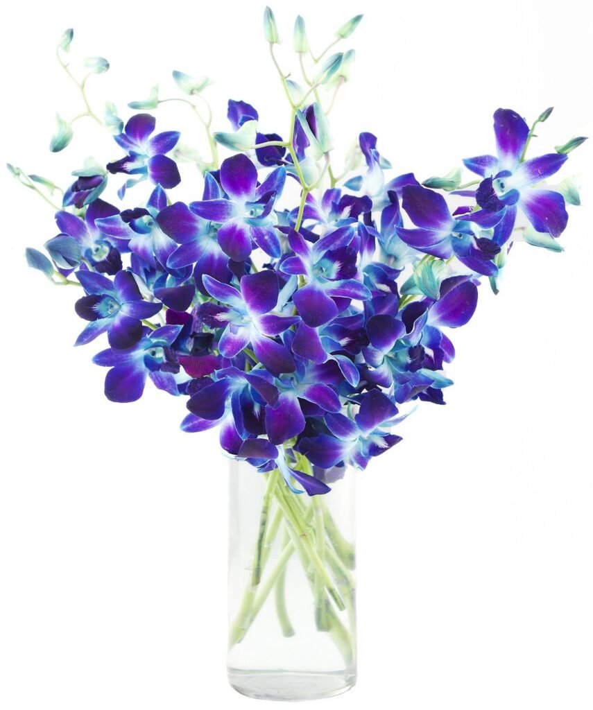 Premium Cut Blue Orchids (10 Stems Orchid)