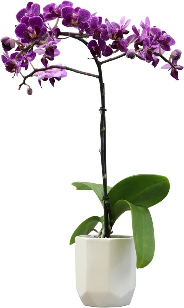 Purple Phalaenopsis Live Orchid Plant Lover Gift  White Orchid Pot, 11-15 Tall, Live Plant Gift, Fresh Orchids Plants Live House Plants, Live Plants Indoor Plants Live Houseplants by Plants for Pets