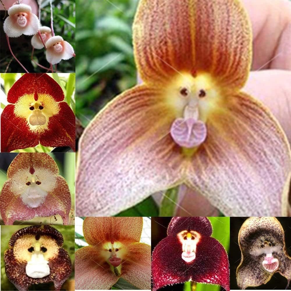 VictoryVentor 200+ Rare Orchid Seeds for Planting - Monkey Face Orchid Seeds for Planting - Non-GMO Heirloom Seeds