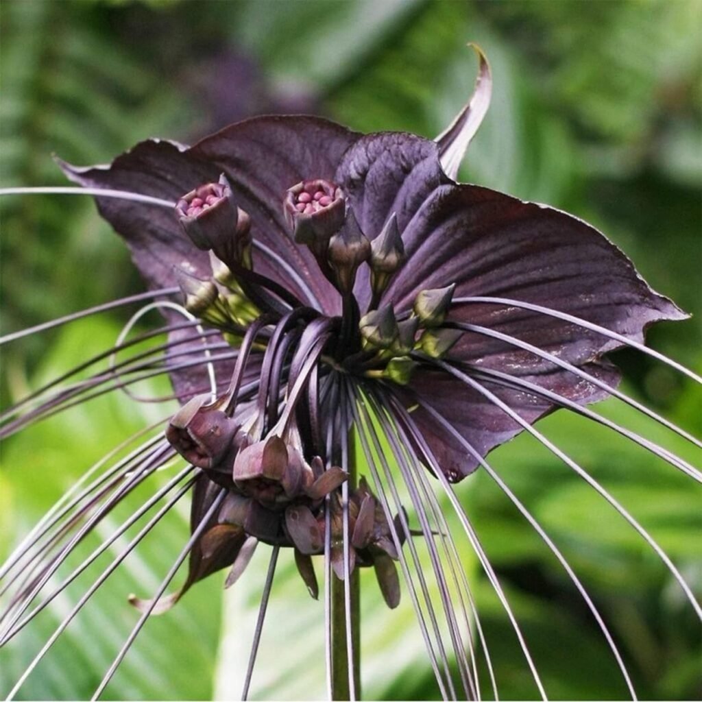 10 Bat Flower Seeds, Tacca Chantrieri, Devil Flower, Rare and Exotic Flowers -QAUZUY GARDEN