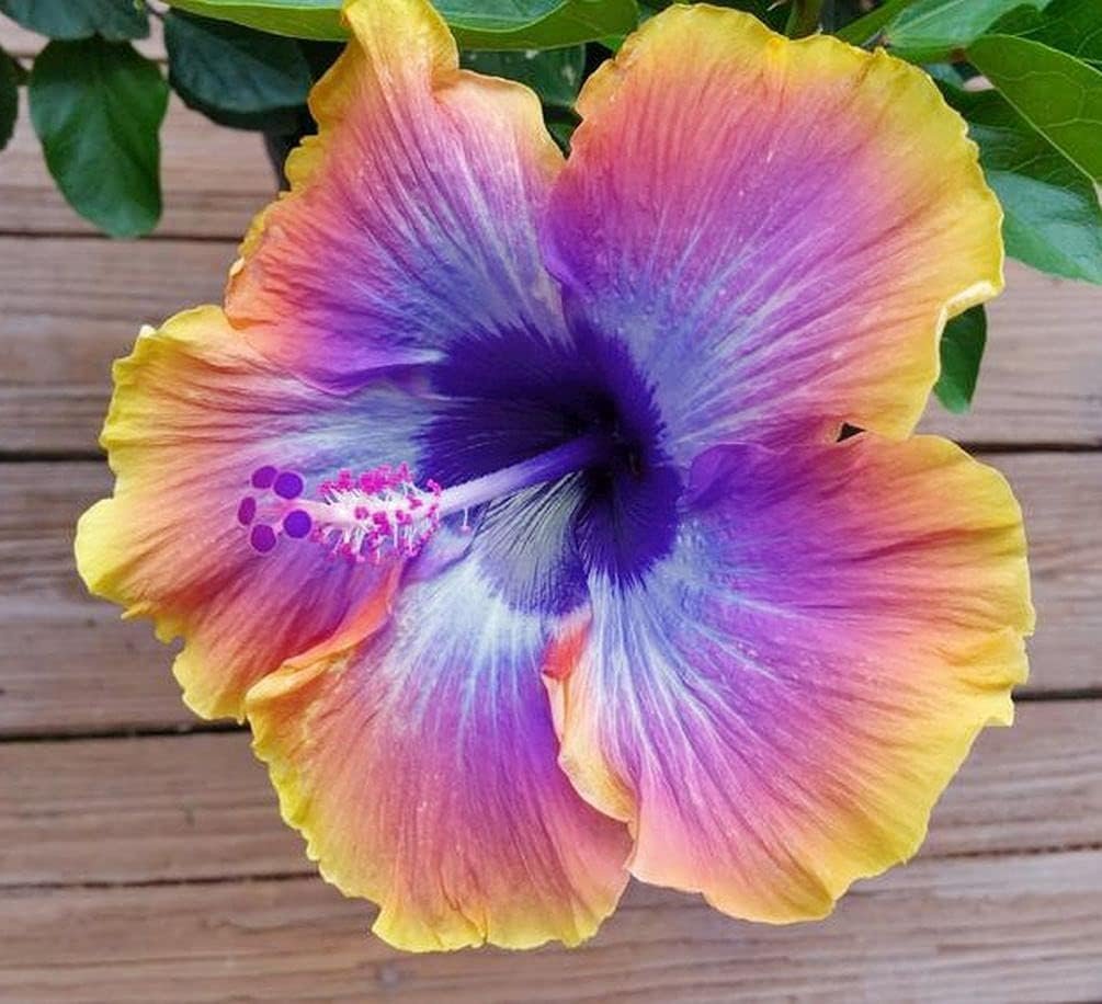 100 pcs Mix Hibiscus Luna Flower Seed Perennial Flower Garden Plant