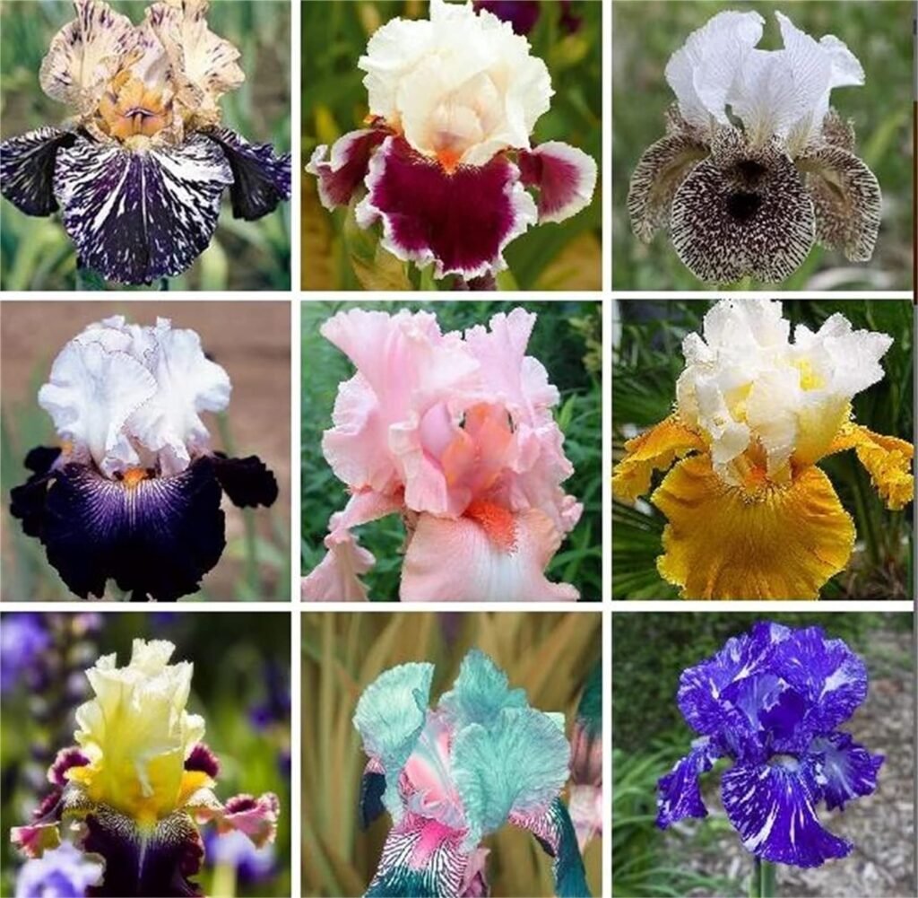 zcbang Rare Varieties Mixed Color 100+ Seeds Iris Flower Garden Plants