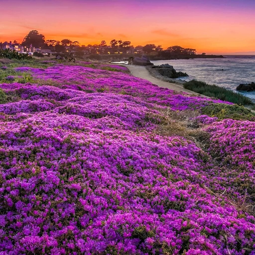 15000 Creeping Thyme Seeds for Planting- Organic Perennial Flower Thymus Seeds Ground Cover Bulk for Planting Flower Home Garden