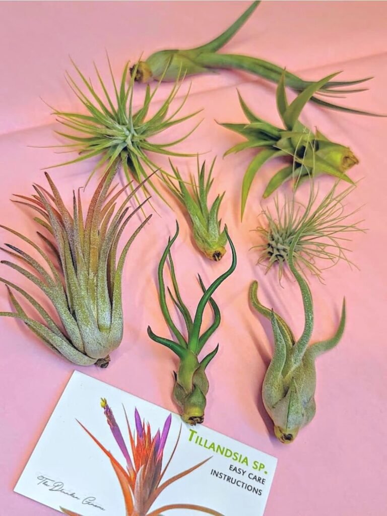 20 Live Air Plants, Hand Selected Assorted Variety of Species, Tropical Houseplants for Home Décor and DIY Terrariums (20-Pack)