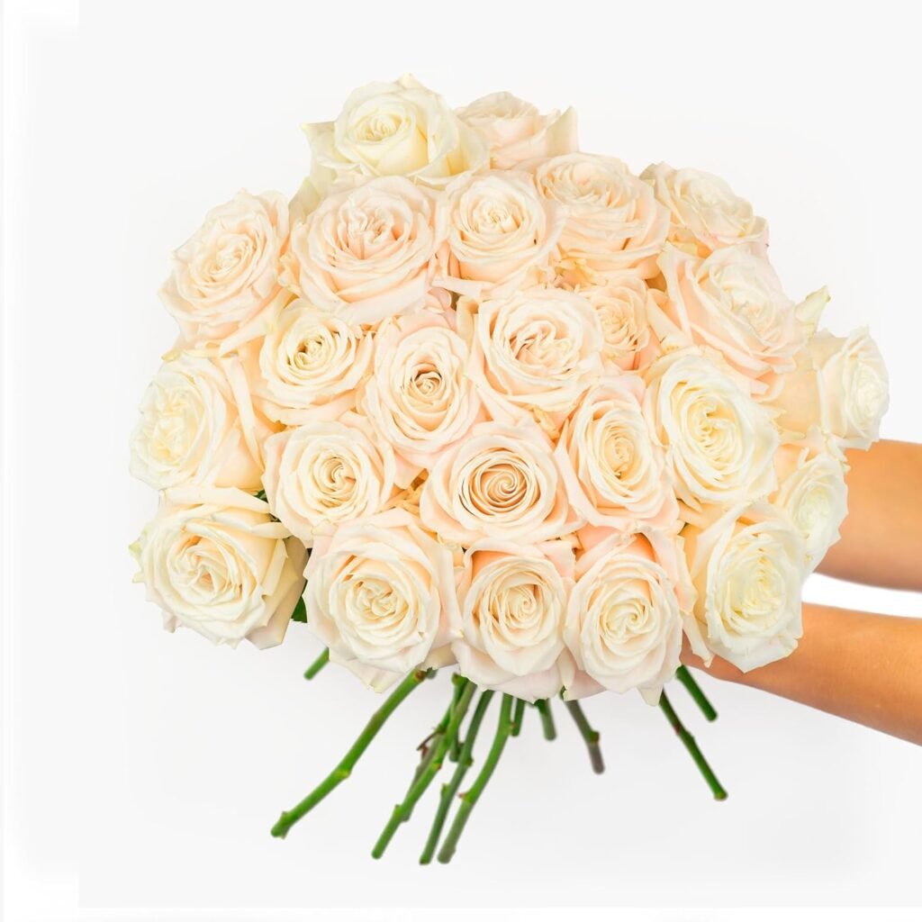 BloomsyBox: White Roses - 24 Long Stems, White Rose, Long Lasting, Hand-Tied in Eco-friendly Wrap, Farm Fresh Flowers Bouquet - Flower Delivery, Birthday Flowers, Anniversary Flowers, Sympathy Flowers