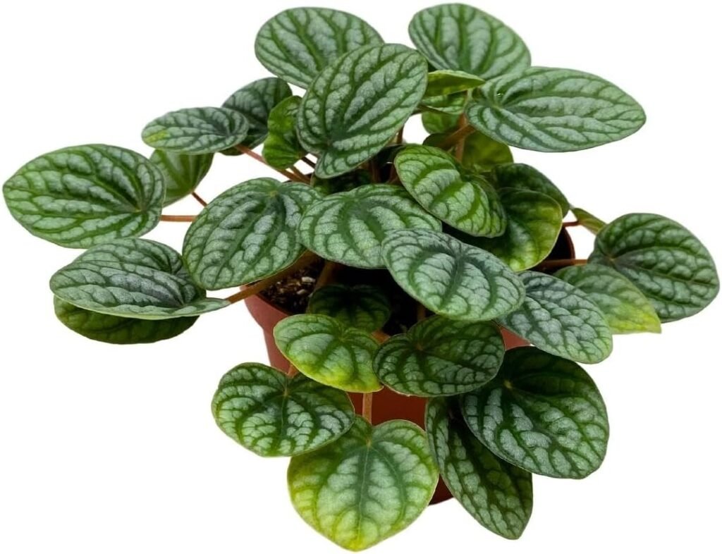 Harmony Foliage Peperomia Burbella in a 4 inch Pot Napoli Nights Pep, Radiator Plant