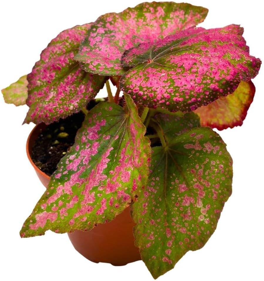 Harmonys Royal Majesty Begonia Rex 4 inch Red with Pink Spots