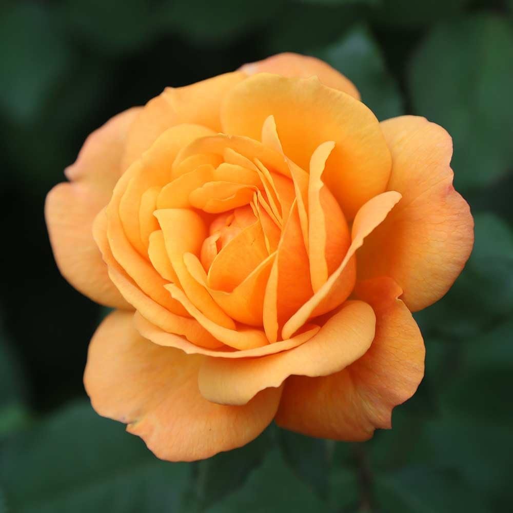 Heirloom Roses Hybrid Tea Rose Bush - Good As Gold Orange Rose Plant Live for Outdoor Planting