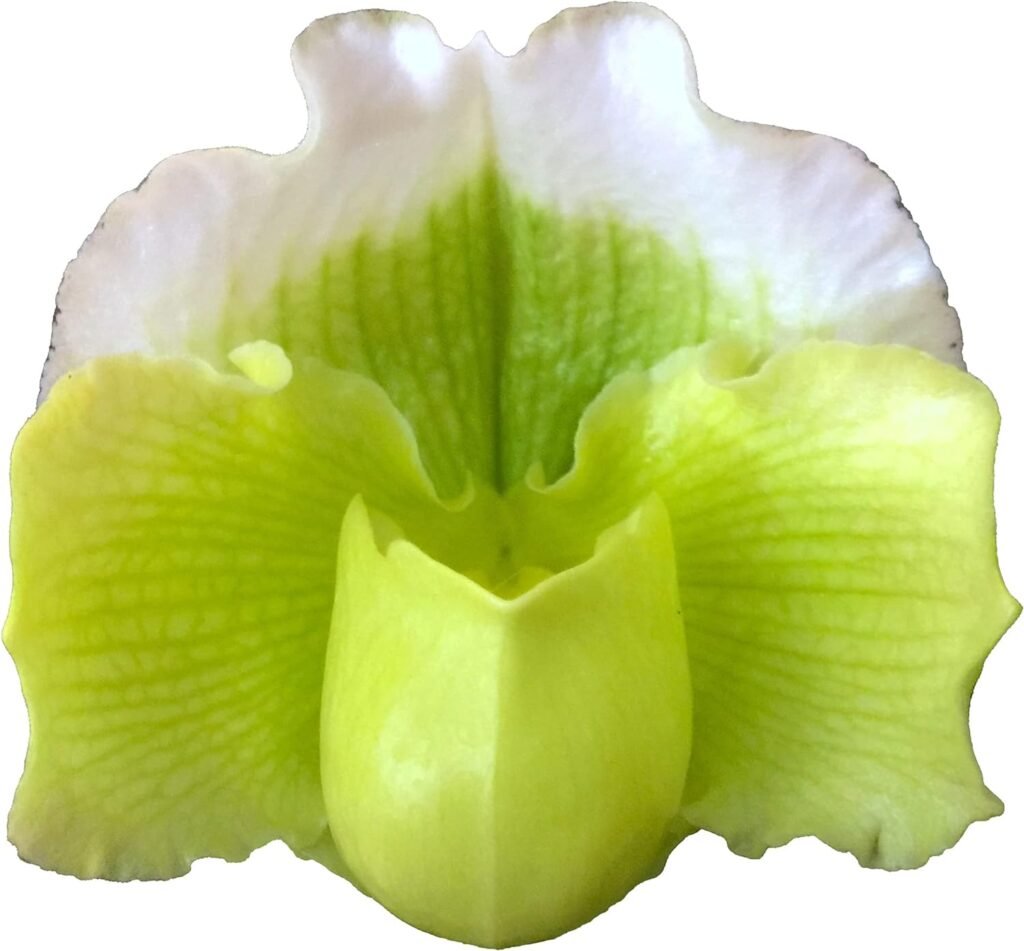 Paphiopedilum Lady Slipper Orchid Green Complex Bulldog Hybrid, Easy and Hardy Slipper Orchid, NOT in Bud/Bloom When Shipped, Blooming Size