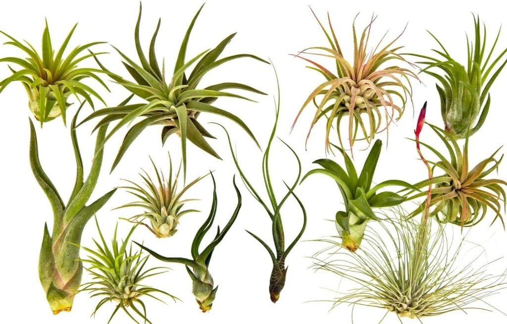 Rainforest Grown 12 Pack Assorted Air Plants - Live Tillandsia - Easy Care House Plants - 30 Day Guarantee