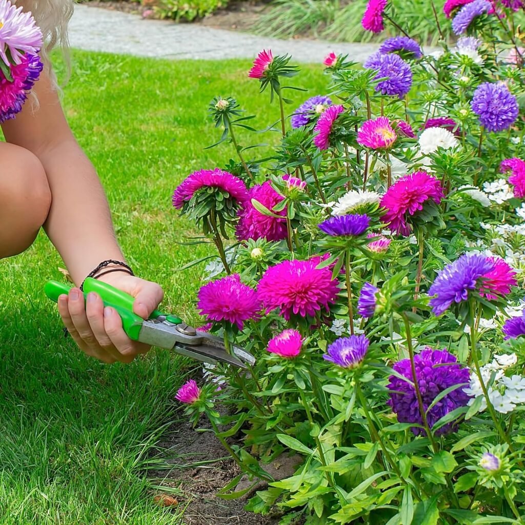 The Old Farmers Almanac Aster Seeds (Powderpuff Mix) - Approx 360 Flower Seeds - Premium Non-GMO, Open Pollinated, USA Origin