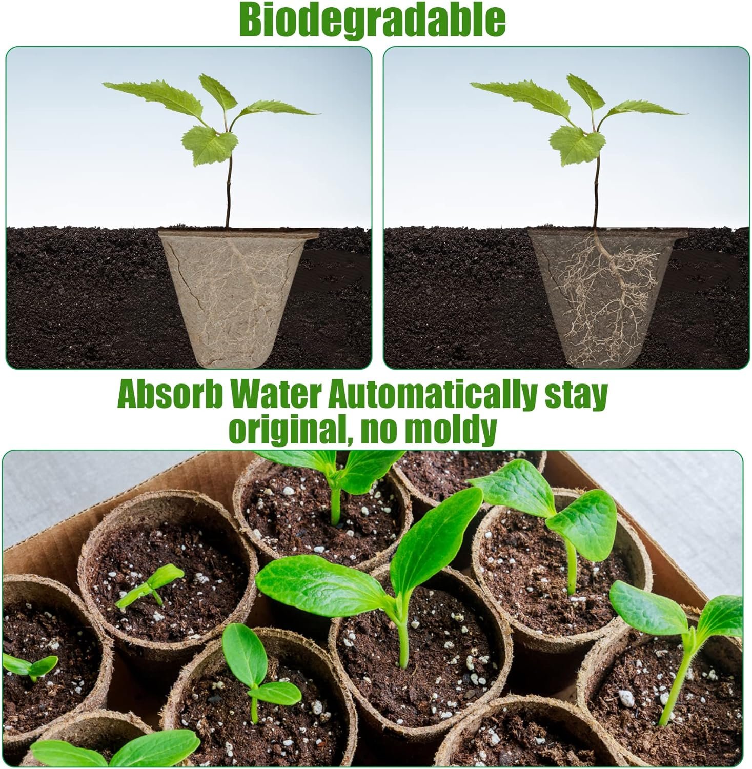 Comparing Biodegradable Seed Starter Kits for Successful Plant Germination